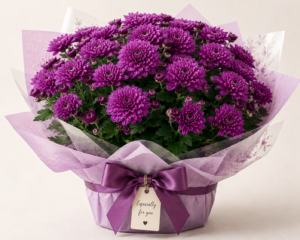 Yellow Chrysanthemum pot plants