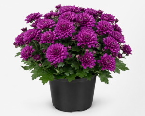 Purple Chrysanthemum pot plants